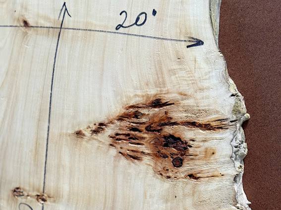 Burl poplar P002