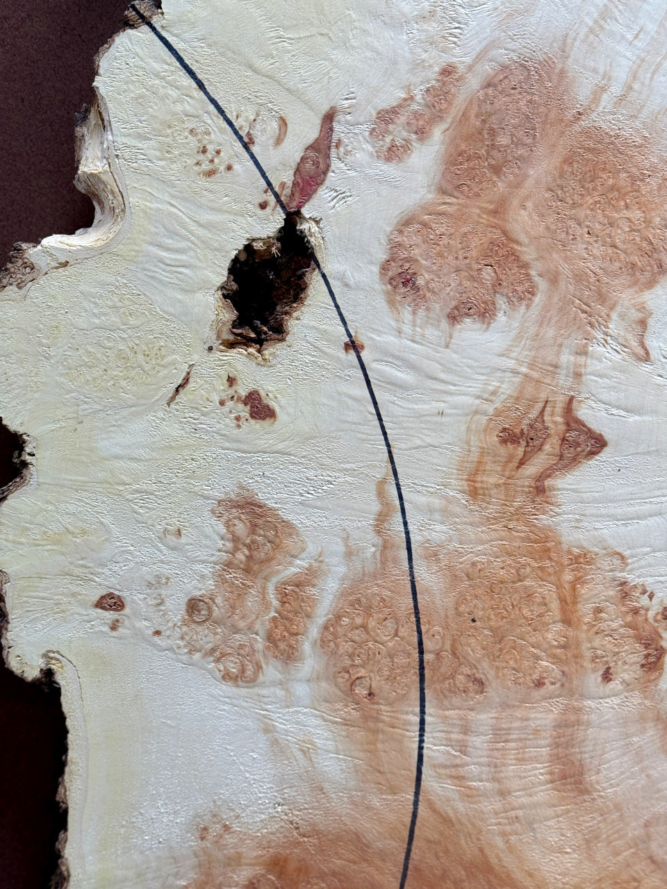 Burl Maple M001 44" x 20"