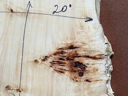 Burl poplar P002