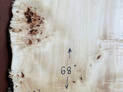 Burl poplar P004