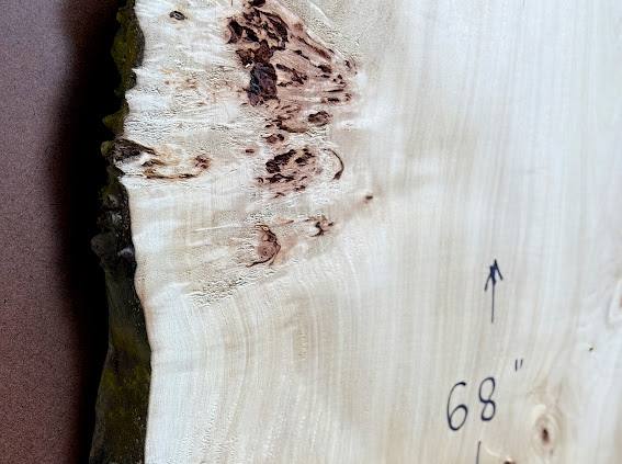 Burl poplar P004