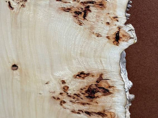 Burl poplar P004