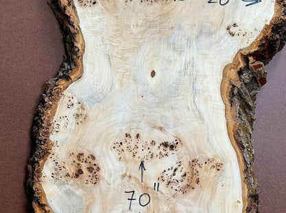 Burl poplar P005