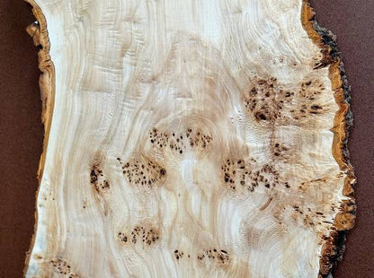 Burl poplar P005